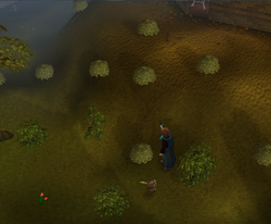 Searching the bushes