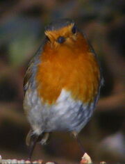 Robin