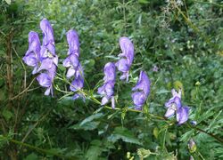 Aconitum variegatum 110807