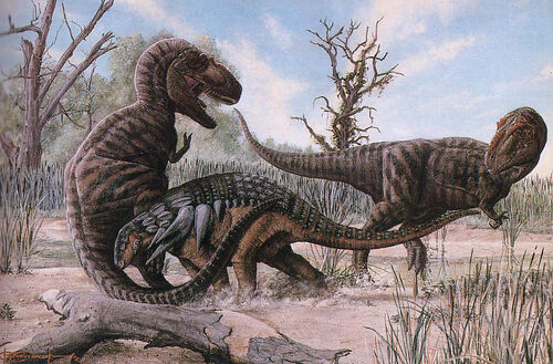 safari daspletosaurus
