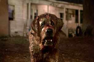 Cujo the St. Bernard
