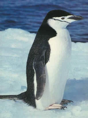 Image - Chinstrap Penguin with waterproof feathers.jpg - Animal Database
