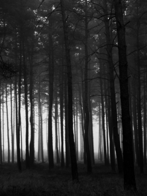 the dark woods