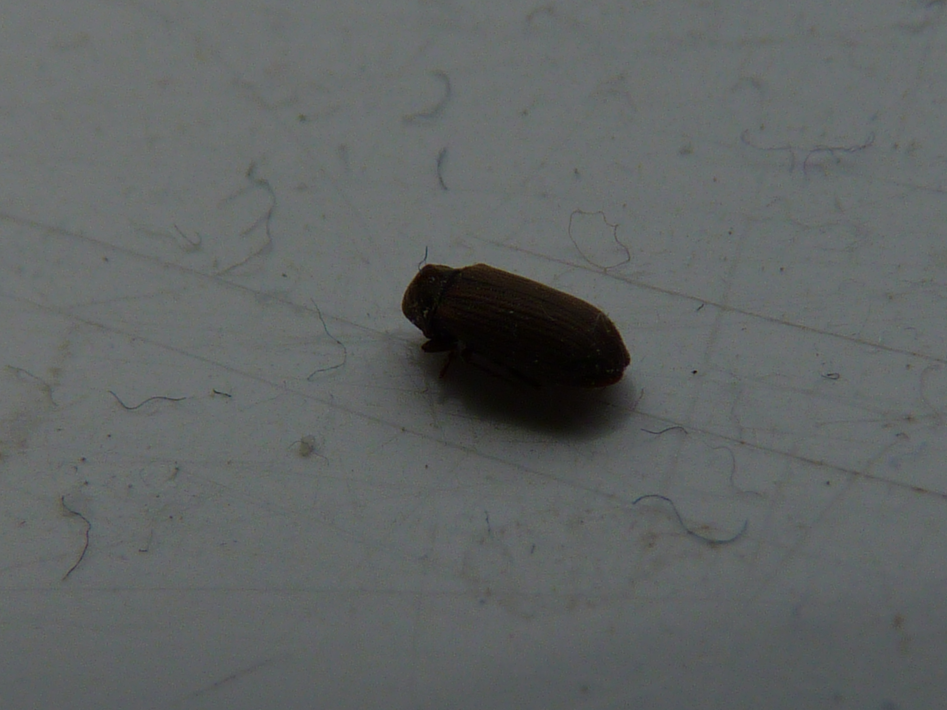 Furniture Beetle British Wildlife Wiki