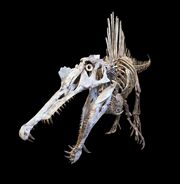 Spinosaurus private specimen