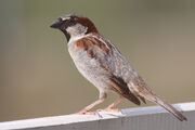 small bird with pale belly and breast and patterned wing and head stands on concrete