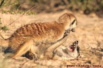 Meerkats fight