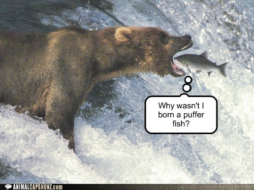 Funny-animal-captions-why-wasnt-i-born-a-puffer-fish.jpg