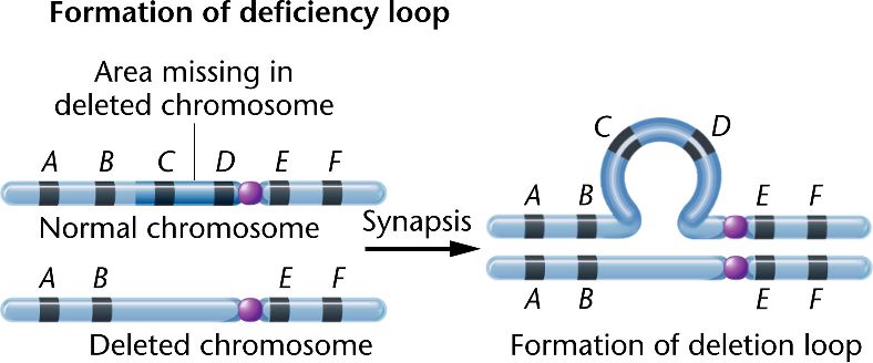 Deletion - UVM Genetics & Genomics Wiki