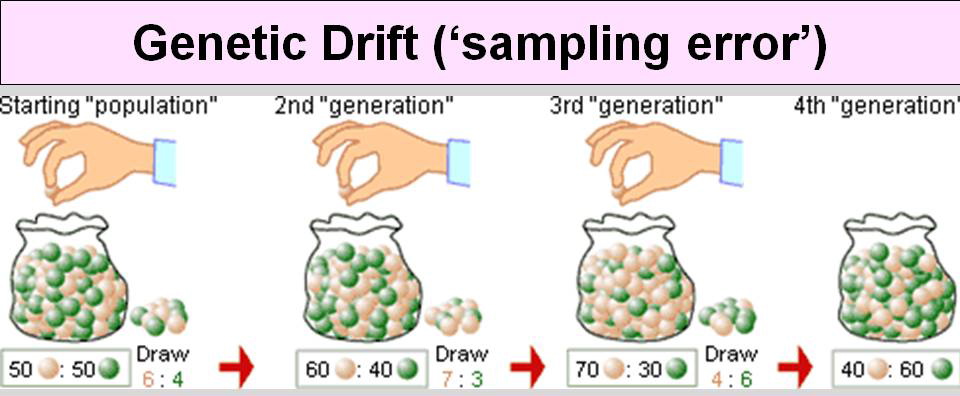 genetic-drift-uvm-genetics-genomics-wiki