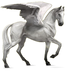 gray pegasus