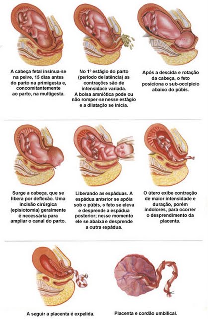 Parto Infomedica Wiki 