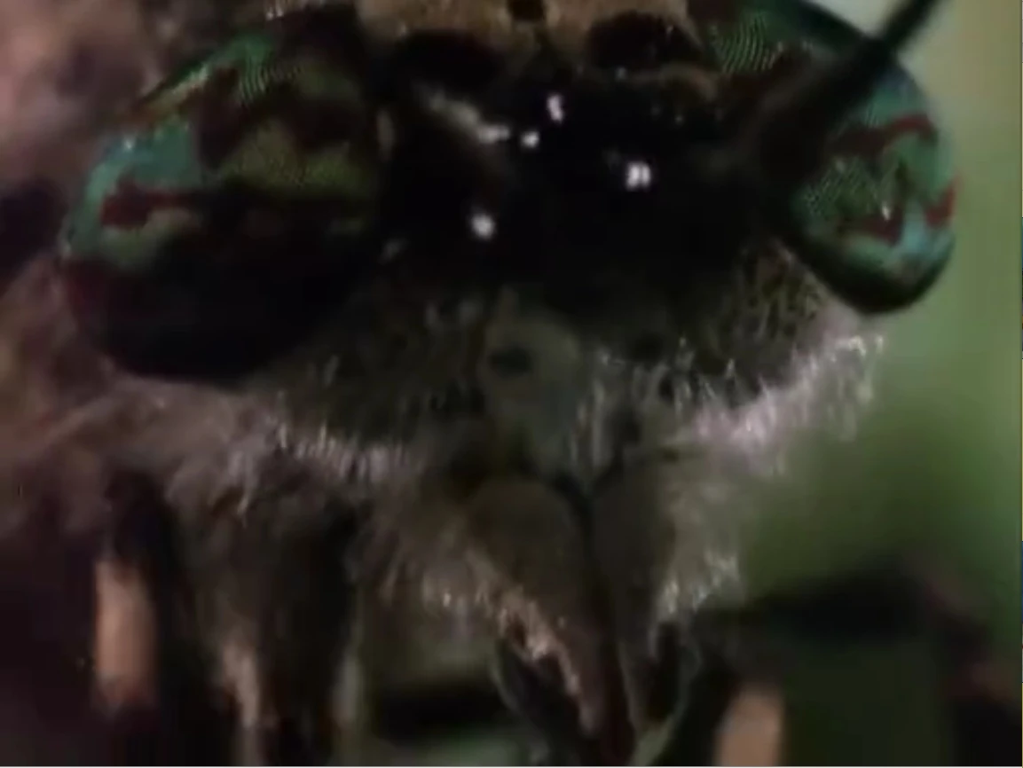 Image Wormy Butterfly Close Right.jpg Encyclopedia SpongeBobia The SpongeBob SquarePants Wiki