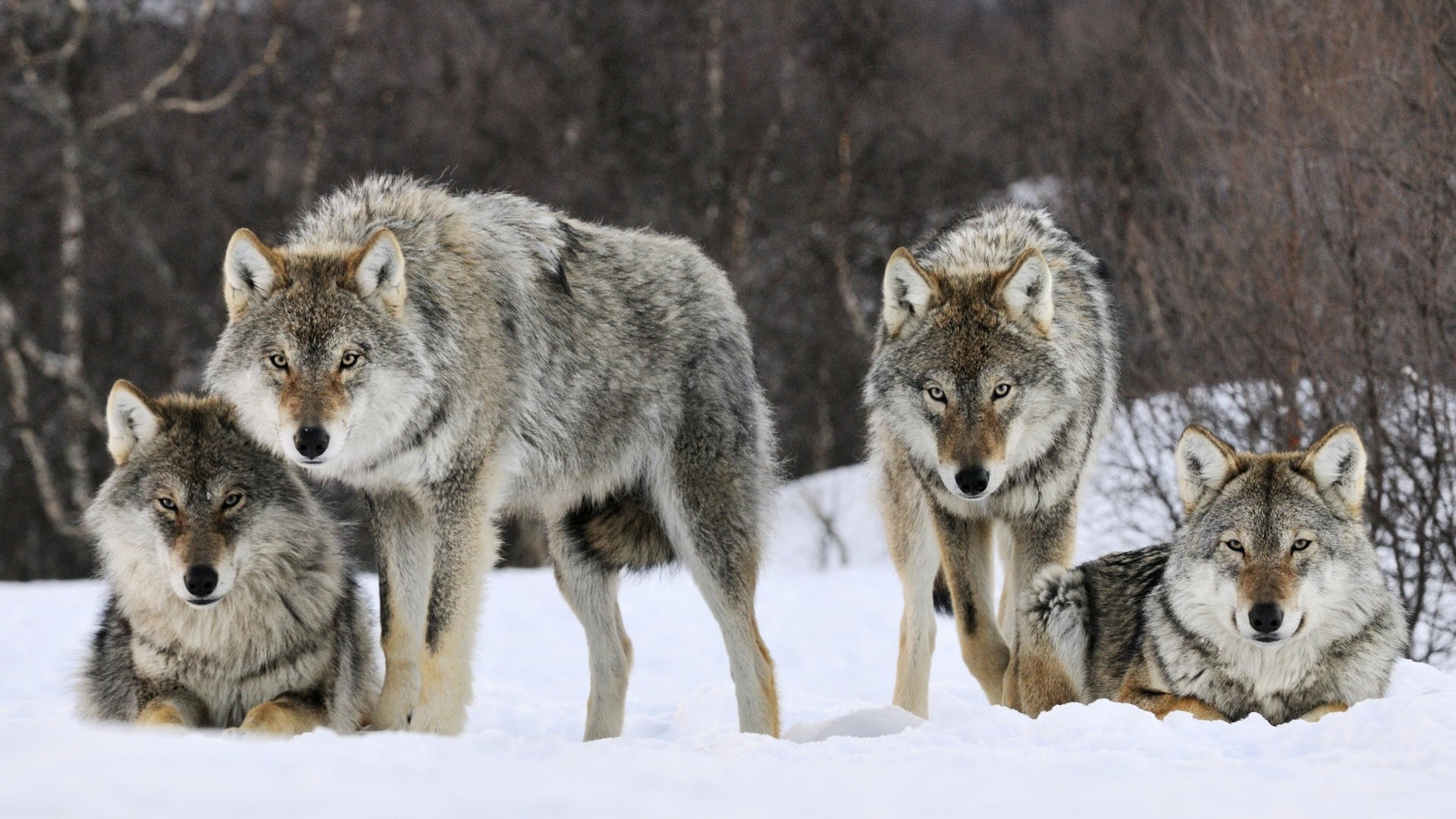 Wolves_pack_1920x1080.jpg