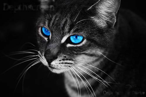 http://img1.wikia.nocookie.net/__cb20130105172816/warrior-cats/de/images/8/8d/Random-cat-warrior-cats-of-the-clans-13585546-500-333.jpg