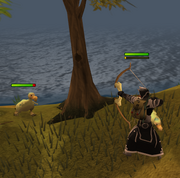 Hunting a chompy bird
