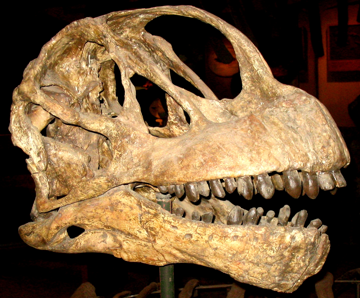 camarasaurus fossil