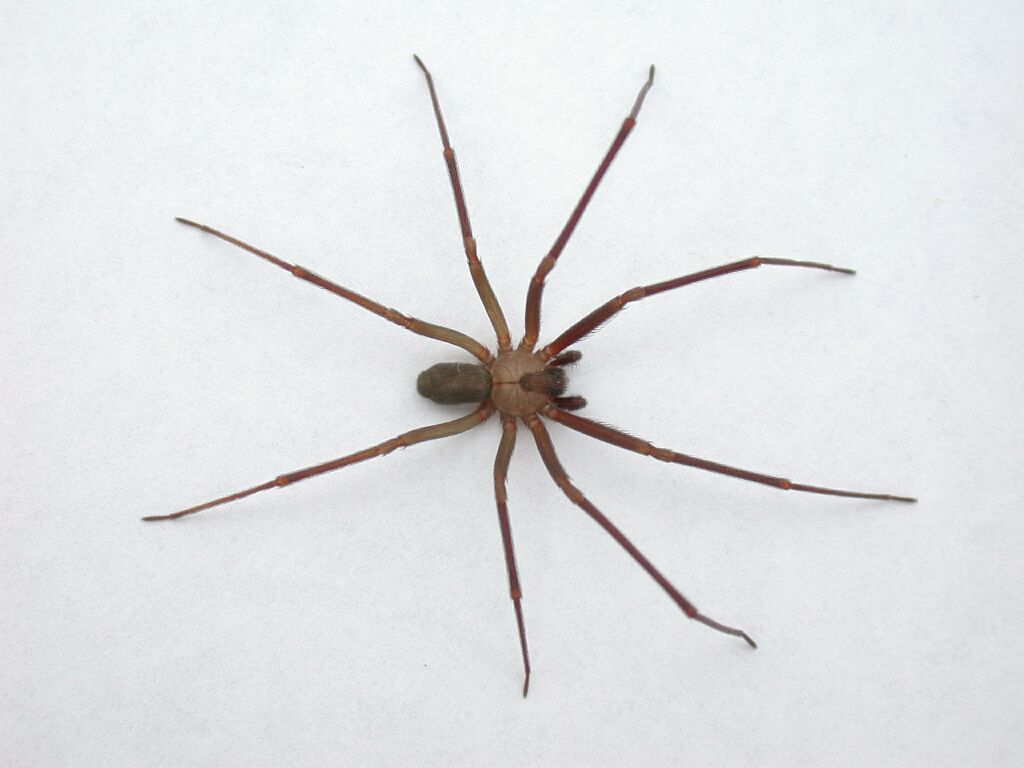 Brown Recluse Spider Loxosceles Reclusa Arachnipedia Wiki