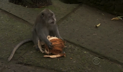 2204-MonkeyingAround
