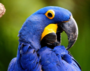Guacamayo azul 1.png