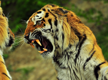 Tigres gruñendo.png
