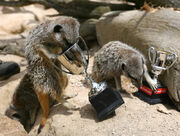 Whipsnade Zoo