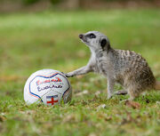 Exmoor Zoo