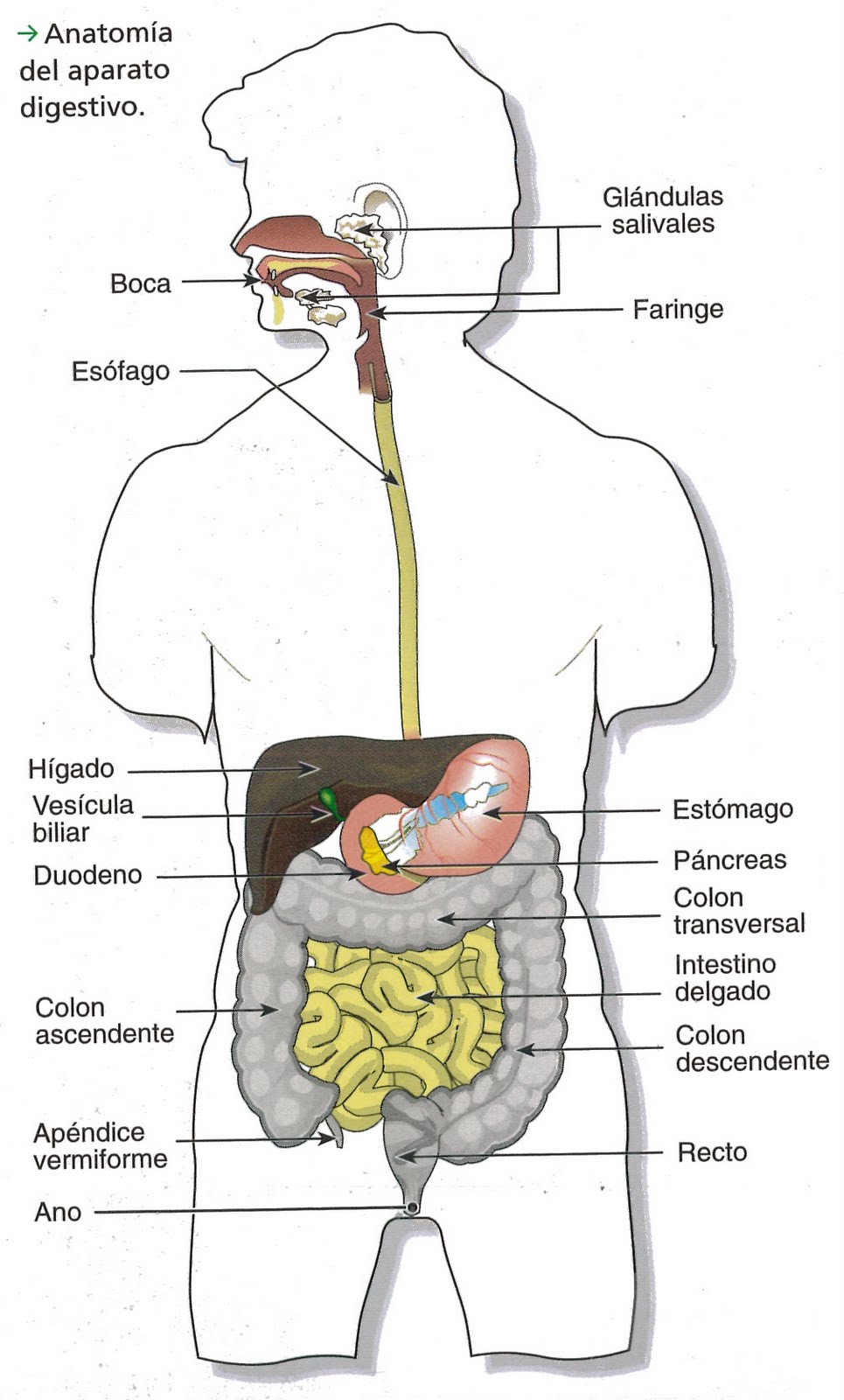 Aparato Digestivo - Wiki Winner