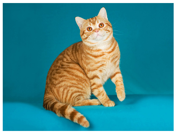 brownish red tabby cat
