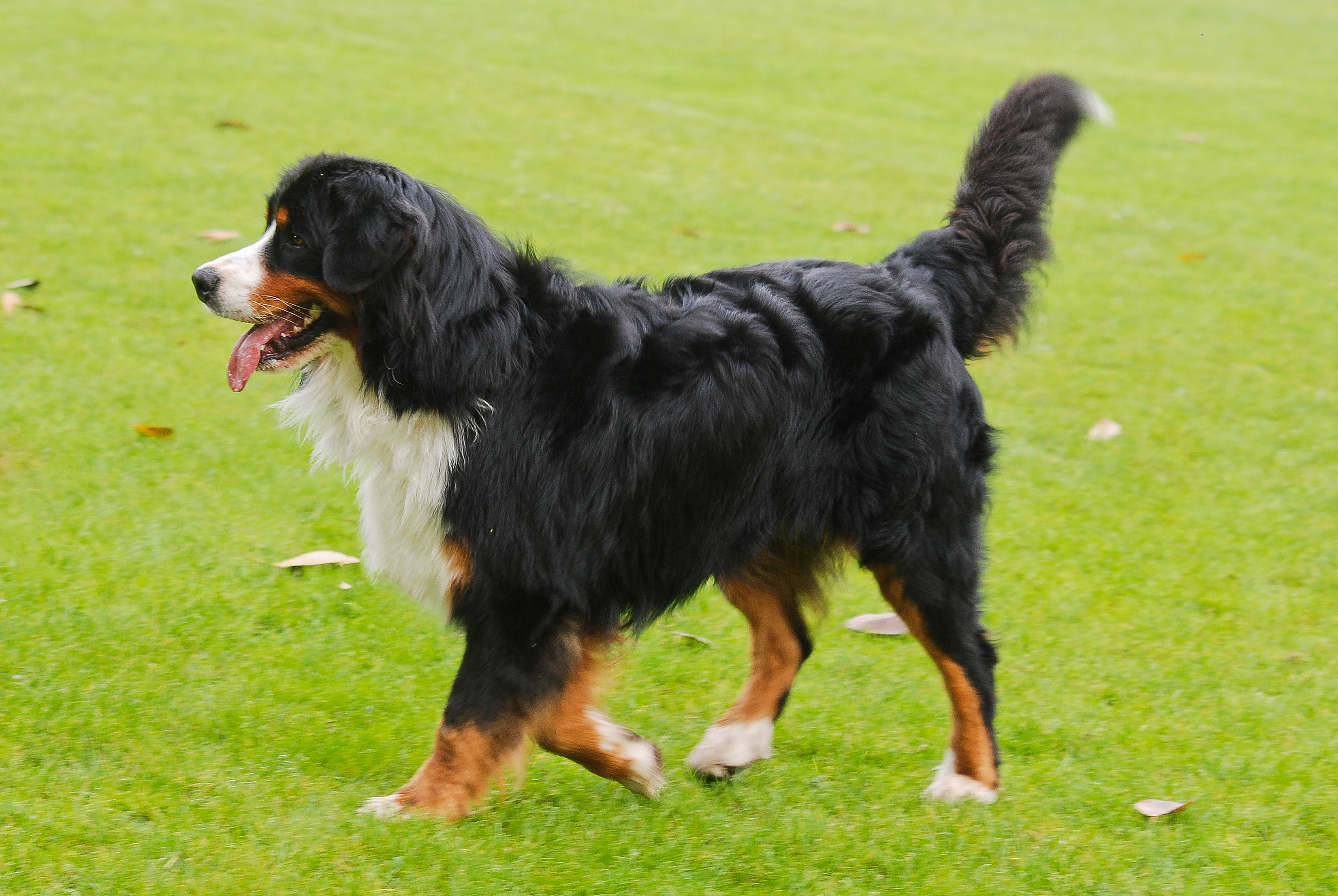 steiff bernese mountain dog