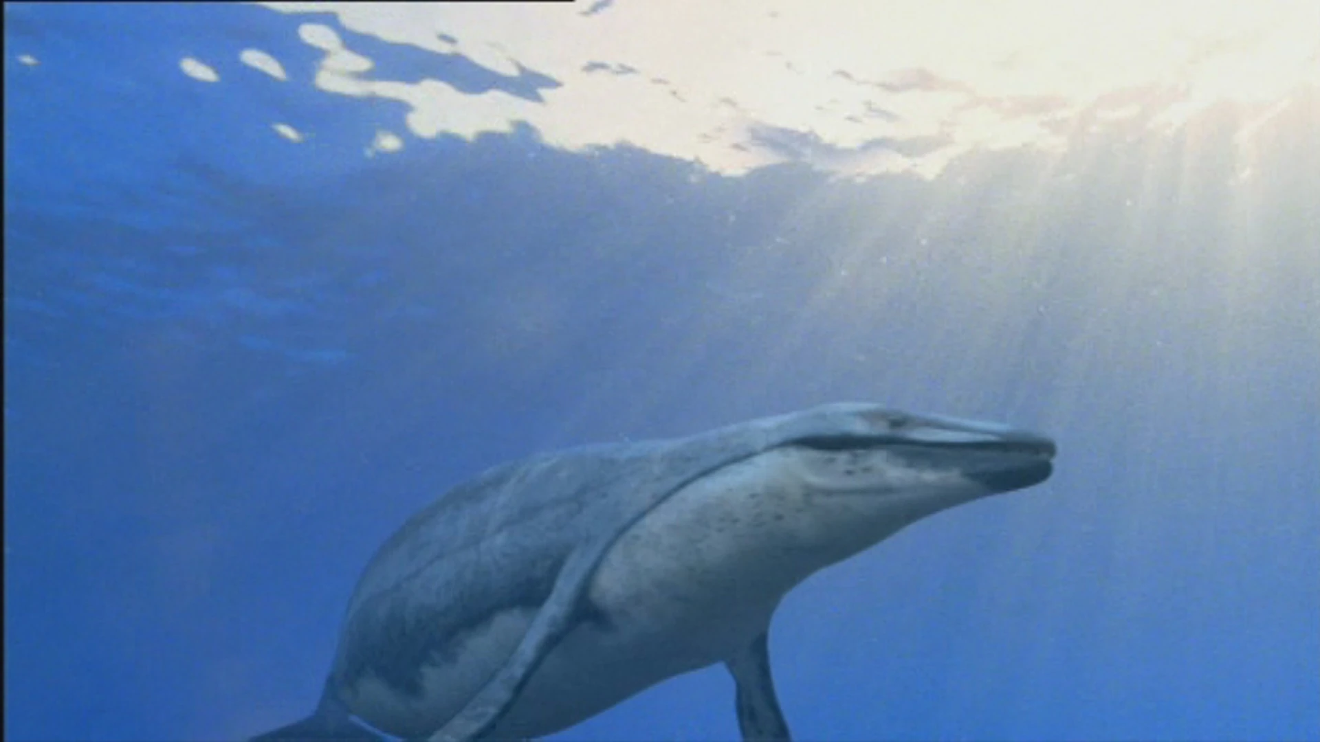 Image Basilosaurus.jpg Walking With Wikis the free Walking with