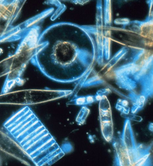 PHYTOPLANKTON