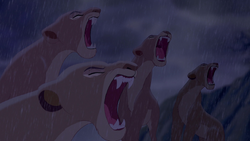 Lionesses