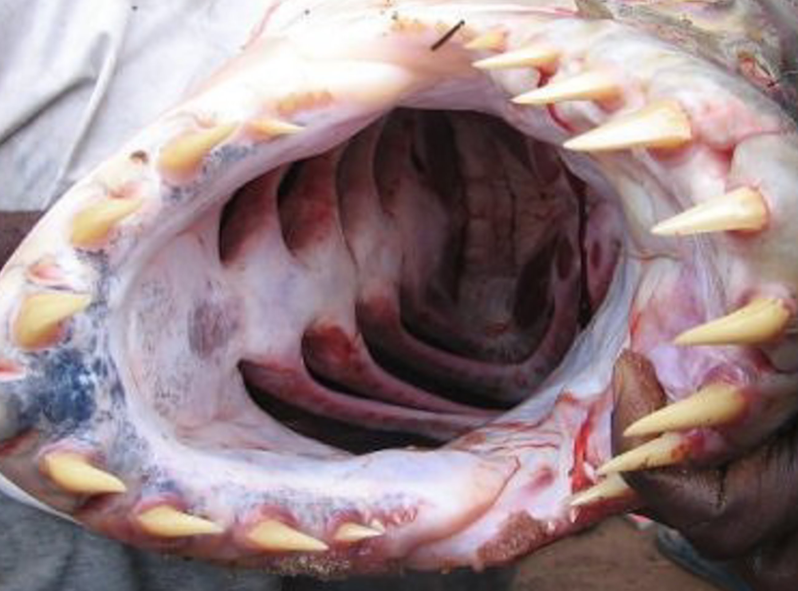 Image Catfish mouth open.jpg Animal World Wiki