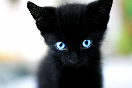Adorable-black-cat-blue-eyes-cat-cute-Favim.com-427355_large