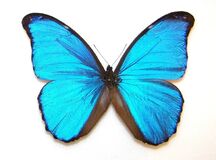 Blue Mopho