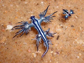 286px-Dragon_azul_2.png (286×215)