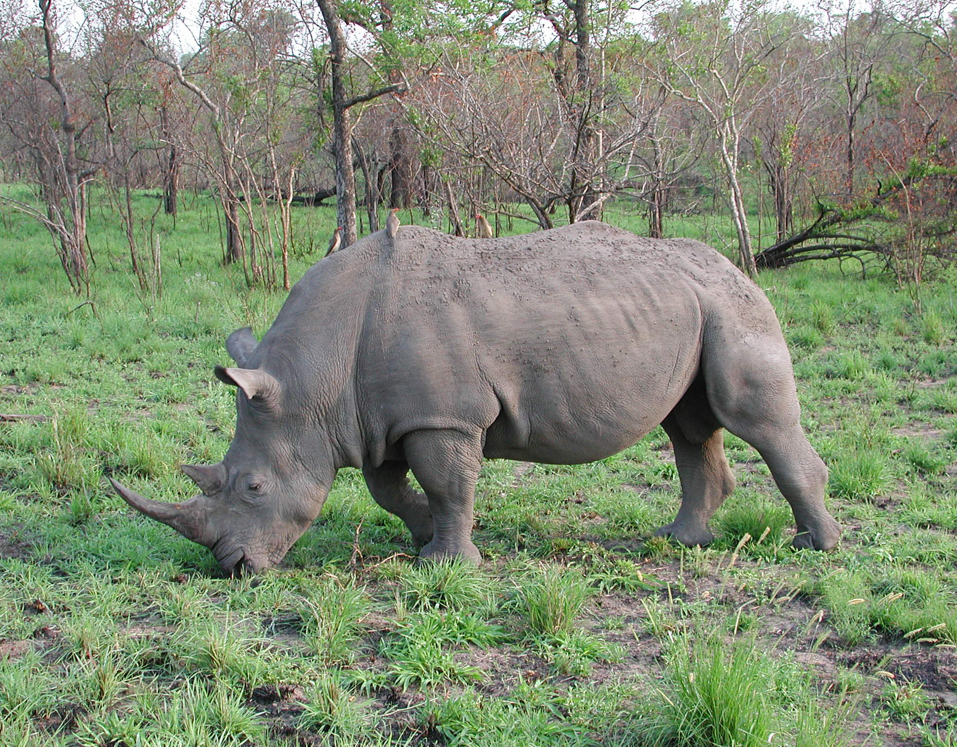 asianic or african rhinoceros