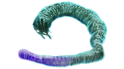Murtlap tentacle