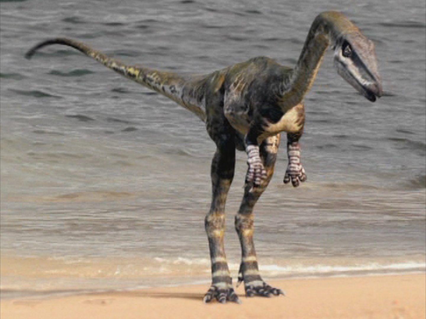 Coelophysis - Walking With Wikis - the free Walking with... encyclopedia1440 x 1080