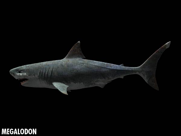 megalodon sea dinosaurs