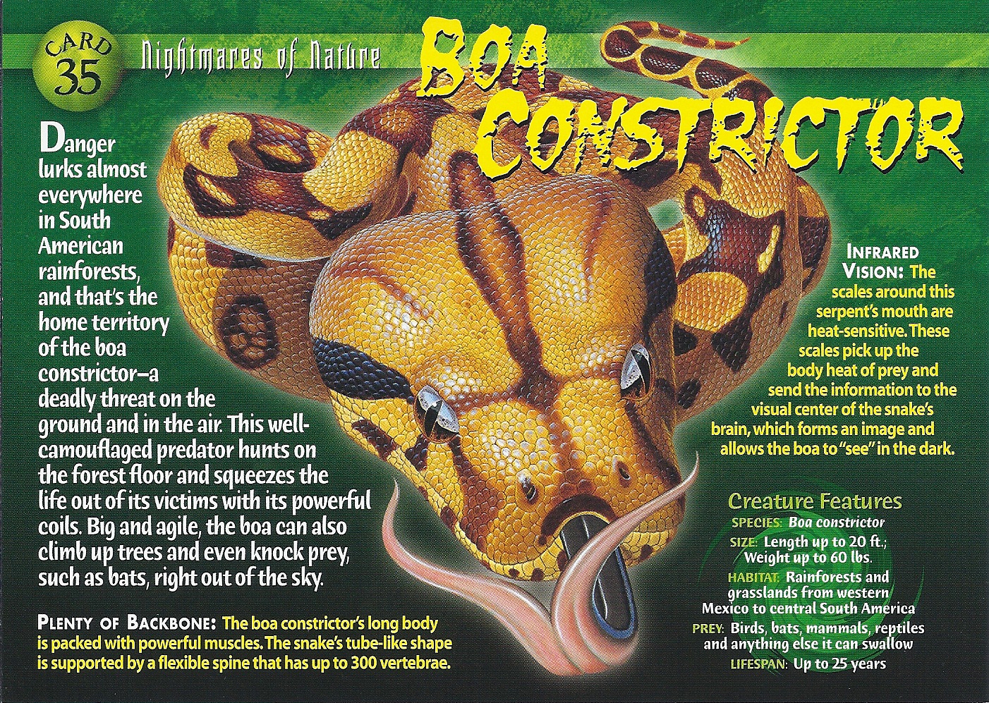 scientific name for boa constrictor scientific name for boa constrictor