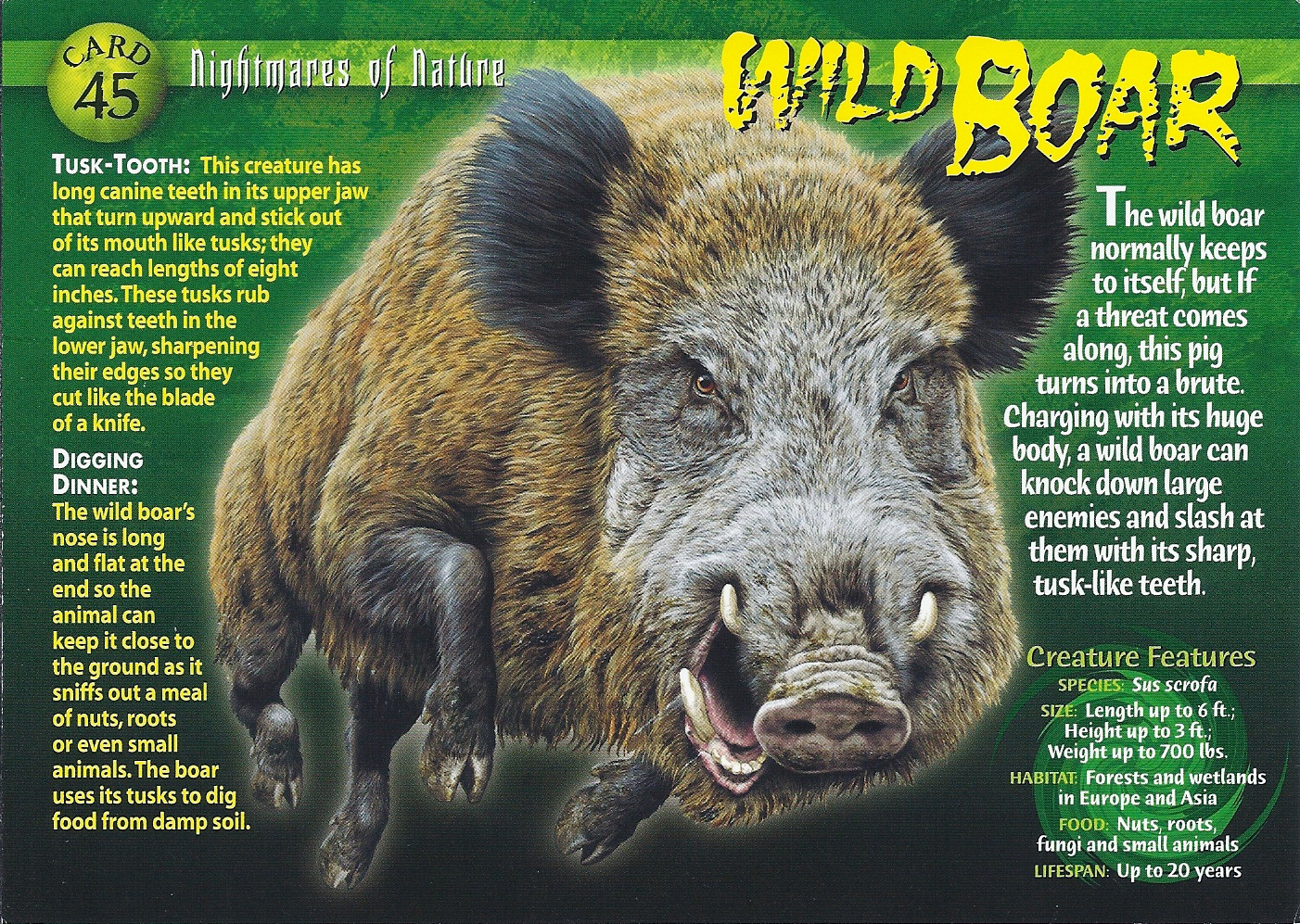 wild-boar-wierd-n-wild-creatures-wiki