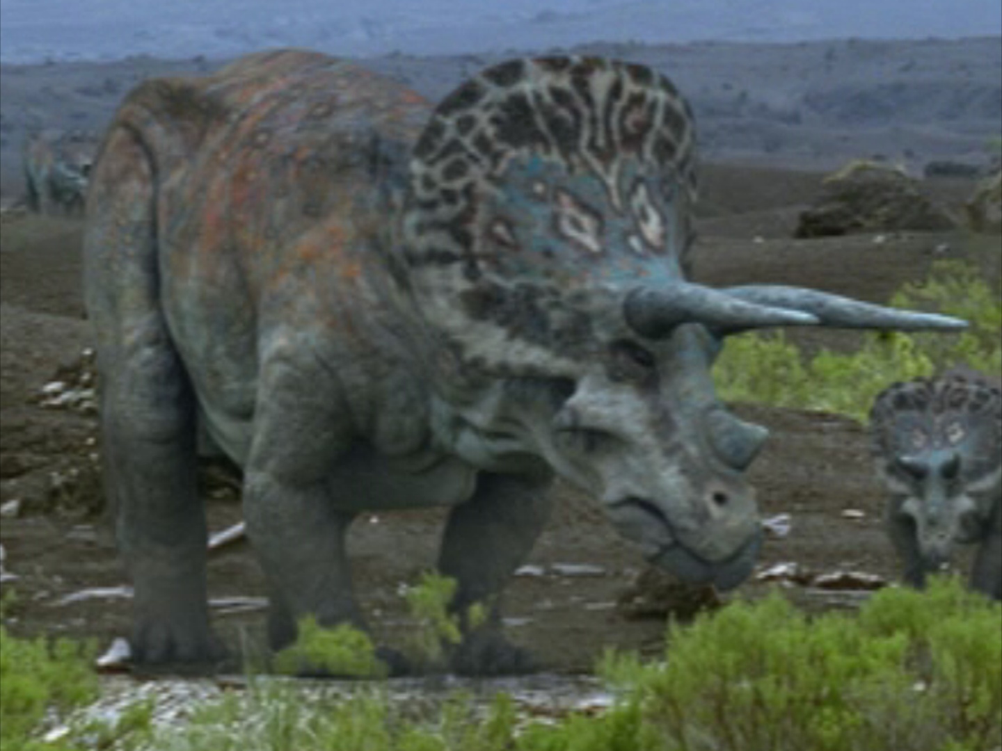 were triceratops herbivores