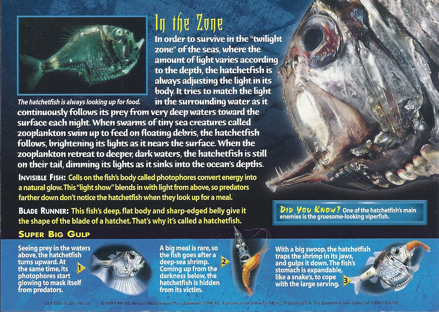 Deep Sea Hatchetfish Scientific Name