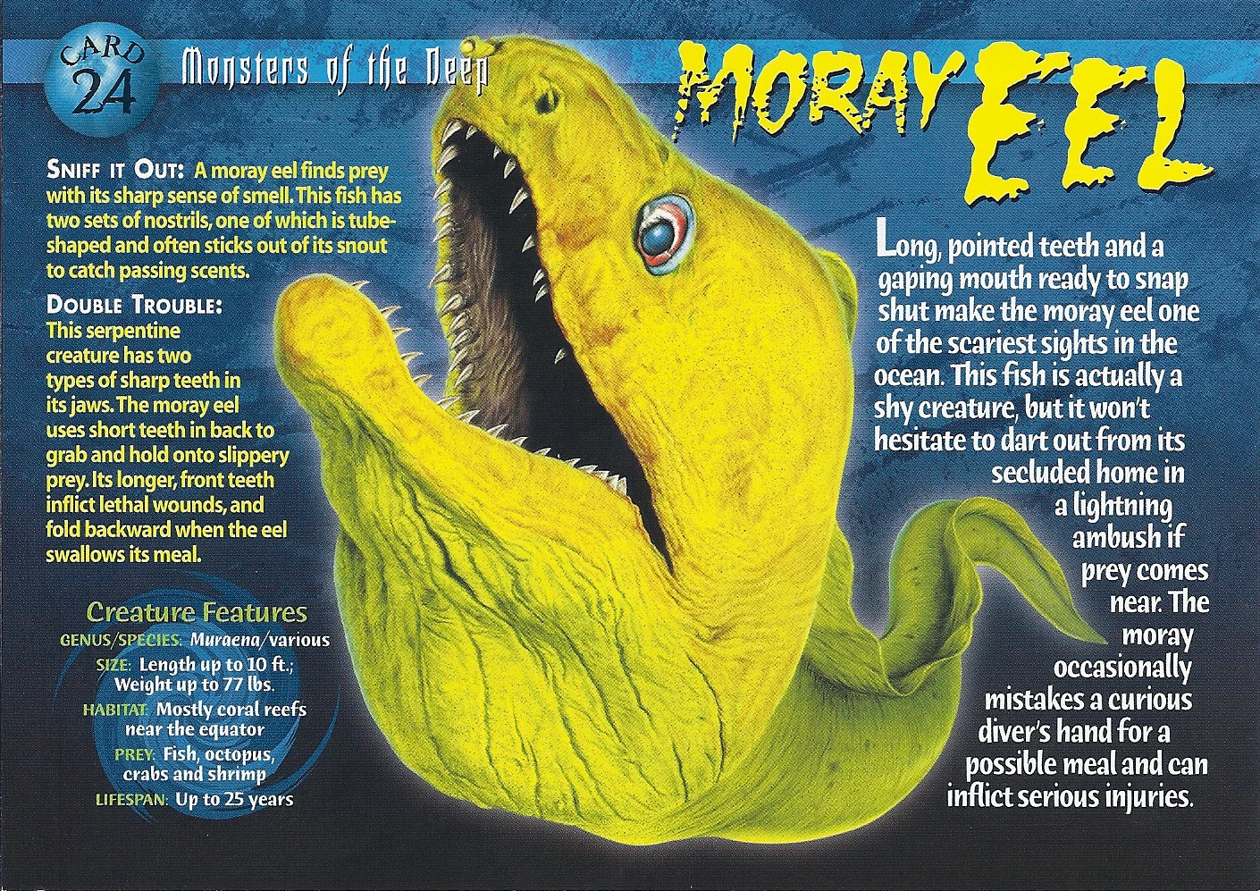Moray Eel Wierd N'wild Creatures Wiki