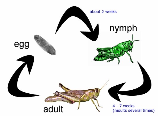 Incomplete_Metamorphosis.jpg