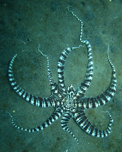 Mimic Octopus Animal Database