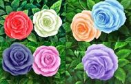Theirroses
