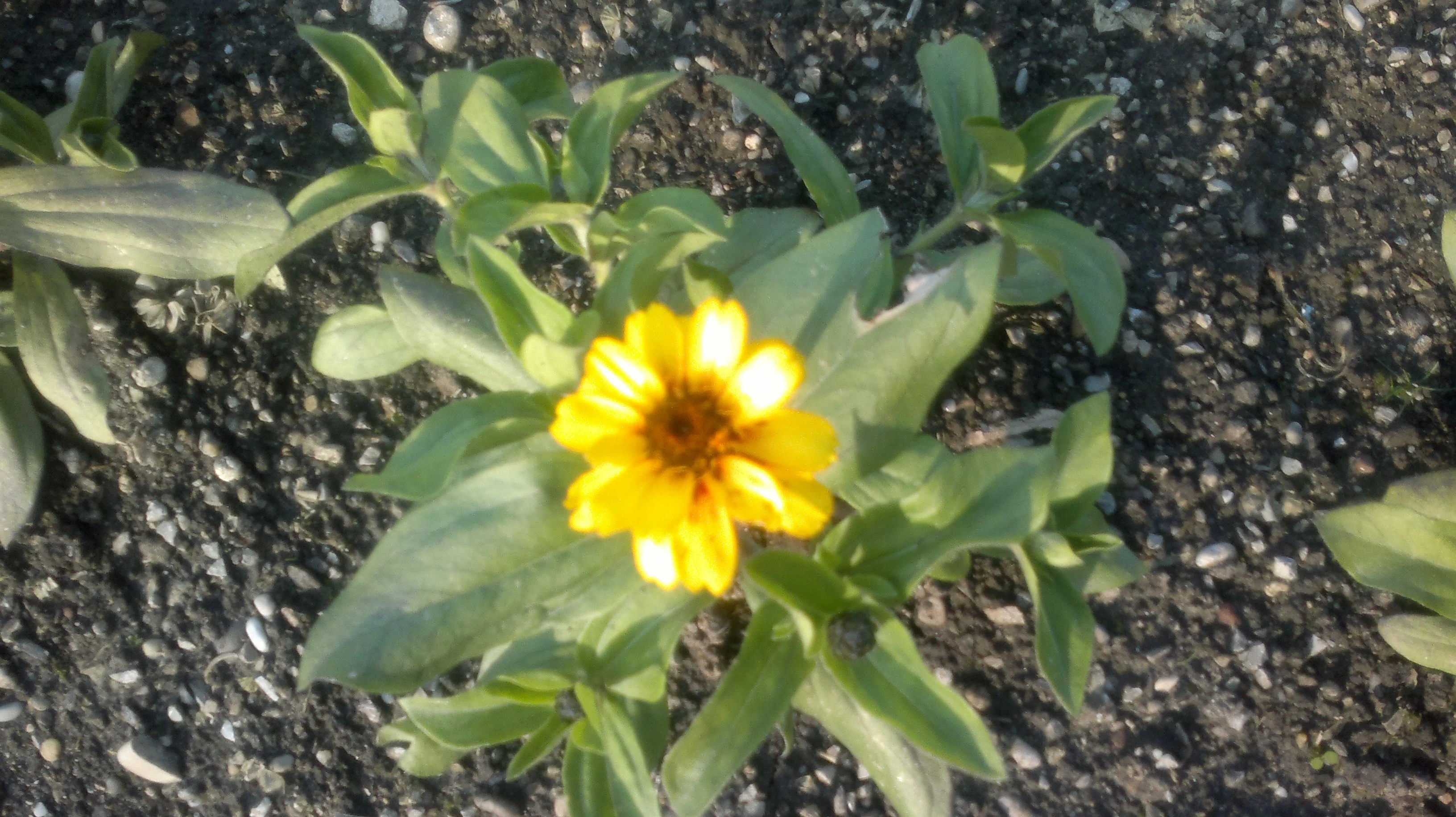 Zinnie "Zahara Sunburst" (Zinnia marylandica) im Botanischen Garten